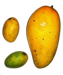 african mango for weight loss 3